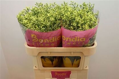 Lim Sin China Summer