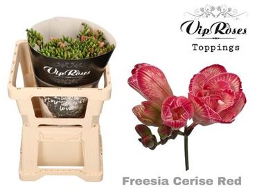 Fr Du Cerise Red