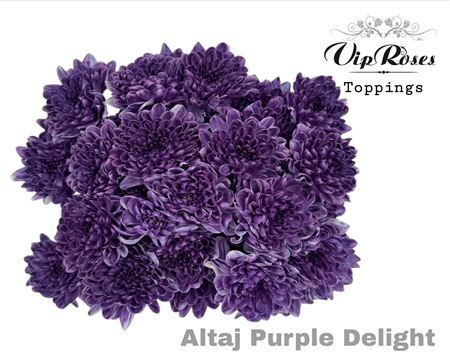 Chr T Altaj Purple Delight