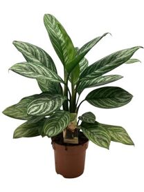 Aglaonema Silver Stripe