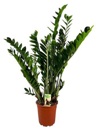 Zamio Zamiifolia 10+