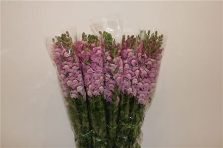 Antir Overig Lavender