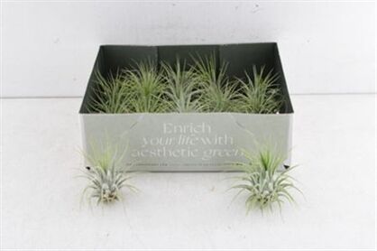 Arr3 Cp Tillandsia Ionantha Groen X20