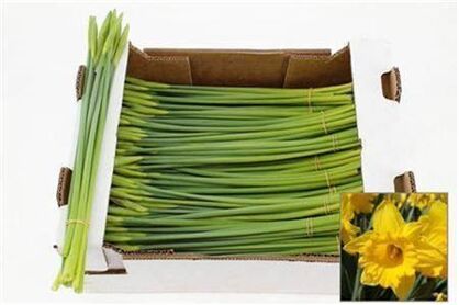 Narcis Dutch Master Bunch
