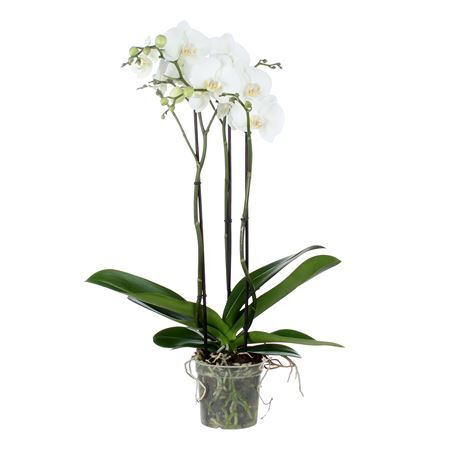 Phal King X L White 3 Spike Opti Quality