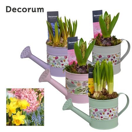 Bolbloemen Gemengd Hl14023b Watering Can Flowers