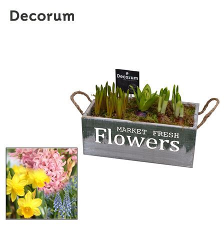 Bolbloemen Gemengd Hl11053b Hout Spring Box