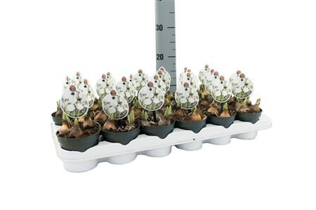 Galanthus Polar Bear