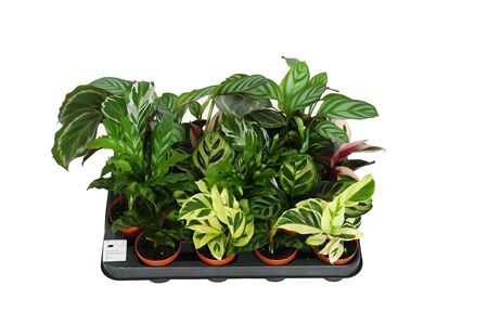 Calathea 7cm Gemengd