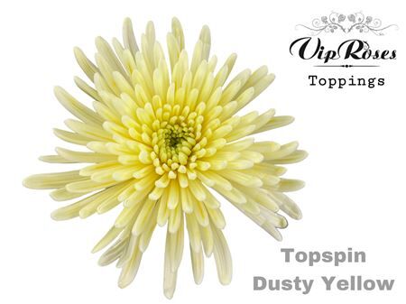 Chr G Topspin Dusty Yellow