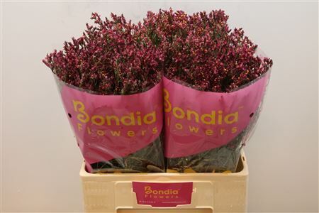 Lim Sin Scarlet Diamond