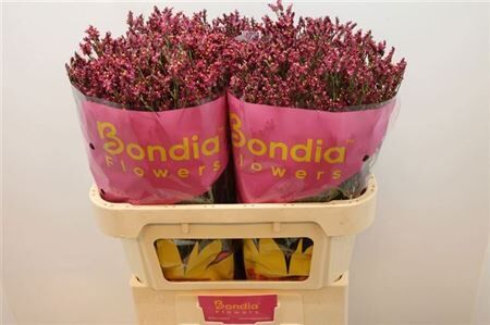 Lim Sin Scarlet Diamond