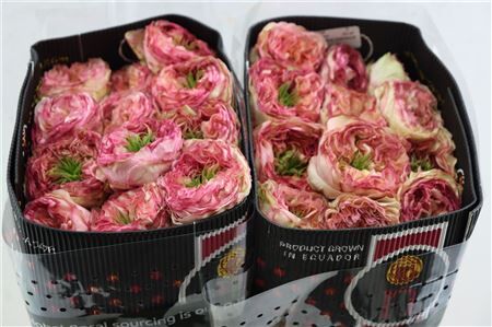 R Gr Charming Corneille