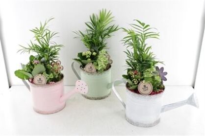 Arr2 Pl Gieter Old Colors - Mix