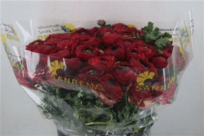 Ran Cloni Sup Cocktail