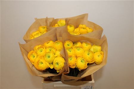 Ran Cloni Ex Success 128 Gic