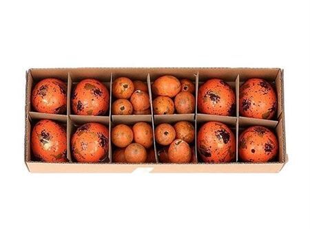 Egg Combi 8 Chicken 24 Quail L28w11h7