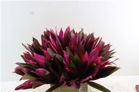 Coryline Frut Prince Albert Top