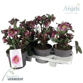 Hell Frostkiss Charmer 30+