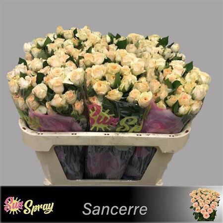 R Tr Sancerre
