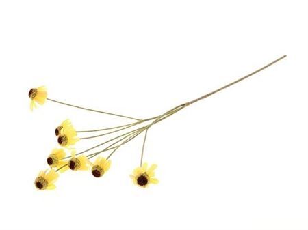 Stem Rudbeckia L87w10h5