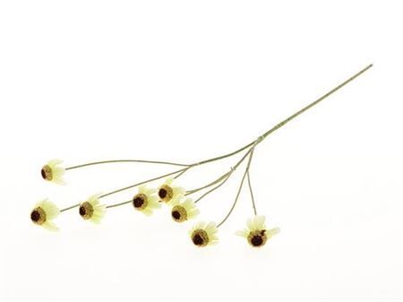 Stem Rudbeckia L87w10h5