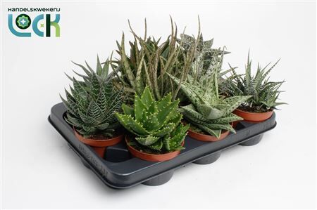 Aloe Haworthia Gemengd