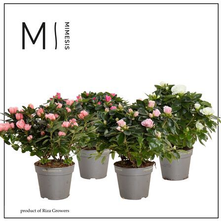 Rhodo Si Aiko Gemengd