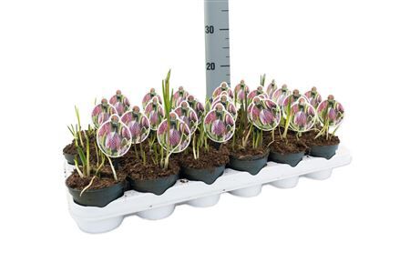 Fritillaria Meleagris