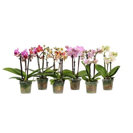 Phal Mini Sweety Mix 3 Spikeoptifriends