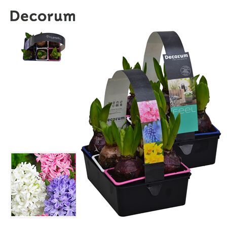 Hya A Gemengd 1pp 6 Pack