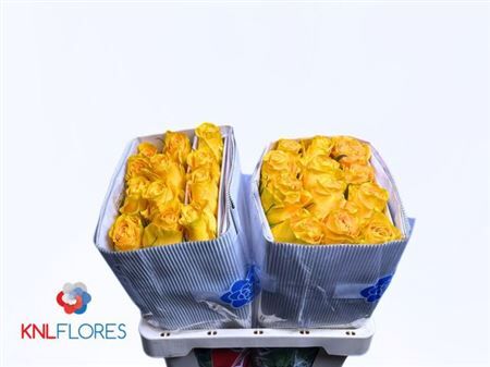 R Gr Eq Brighton X 50