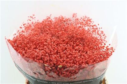 Gyps Grof Coral (dip)