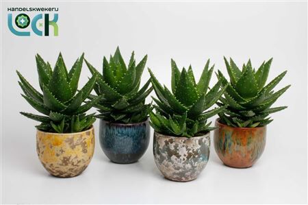 Aloe Mitriformis Keramiek Luuk