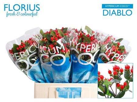 Hyp Coco Diablo Spray