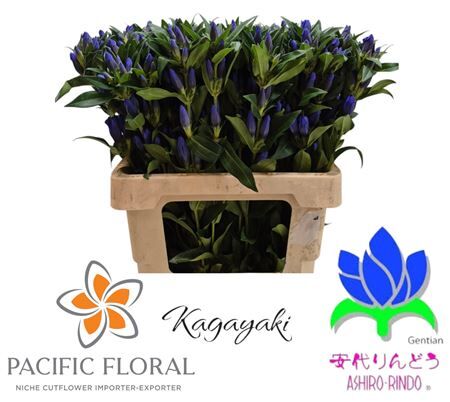 Genti Kagayaki