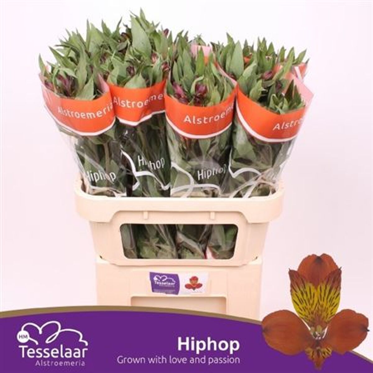 Alstr Hiphop | Van der Plas