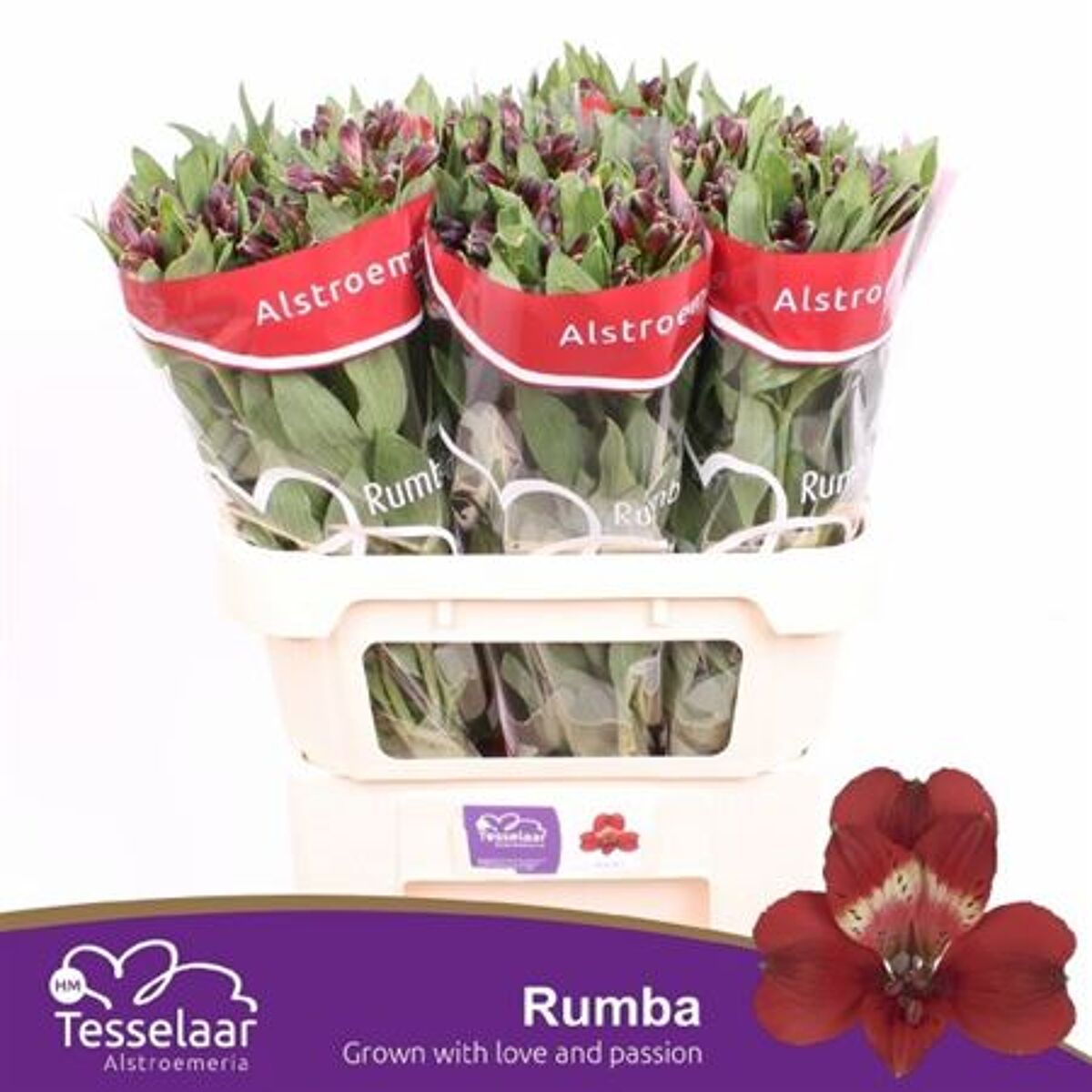 Alstr Rumba | Van der Plas
