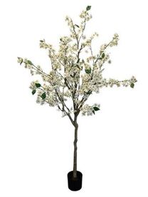 Plant Blossom Tree H165