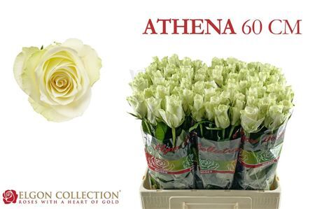 R Gr Athena