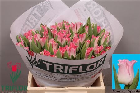 Tu Co Crown Of Dynasty