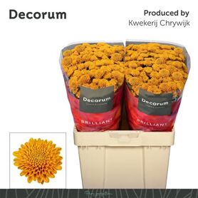 Chr S Ellison Orange