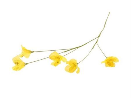 Stem Lisianthus L63