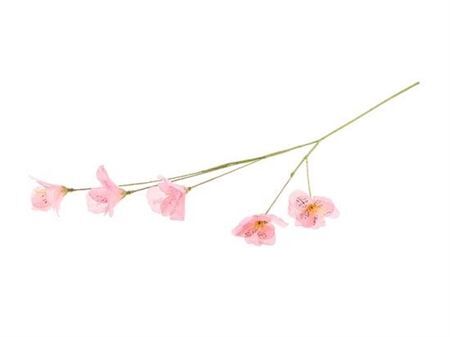 Stem Lisianthus L63