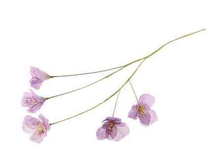 Stem Lisianthus L63