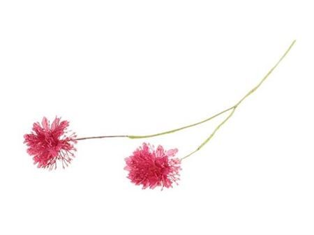 Stem Scabiosa L61