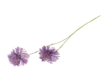 Stem Scabiosa L61