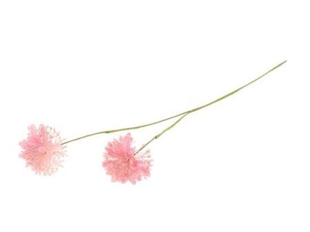 Stem Scabiosa L61