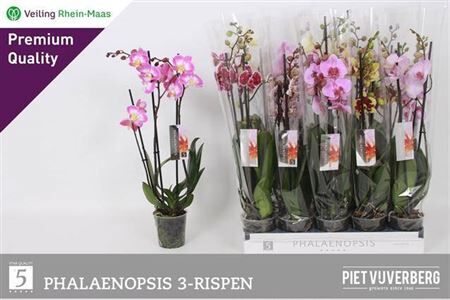 Phal Gem 6 Kl 3 Tak ******