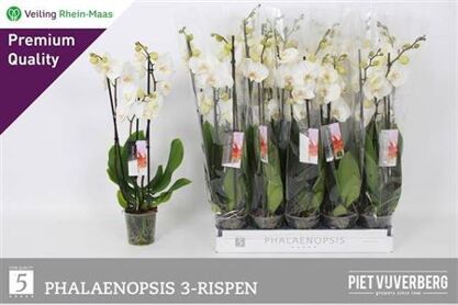 Phal Wit 3 Tak *****